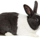 Not this bunny. This bunny will live forever. (Photo: Andia/Getty Images)